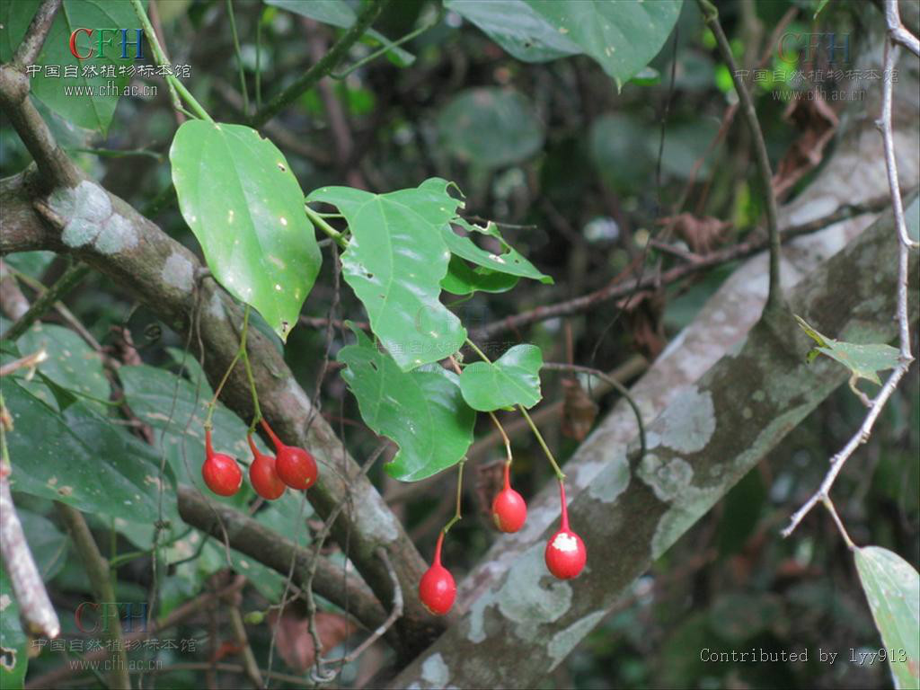  p>赤苍藤(学名: i>erythropalum scandens bl.