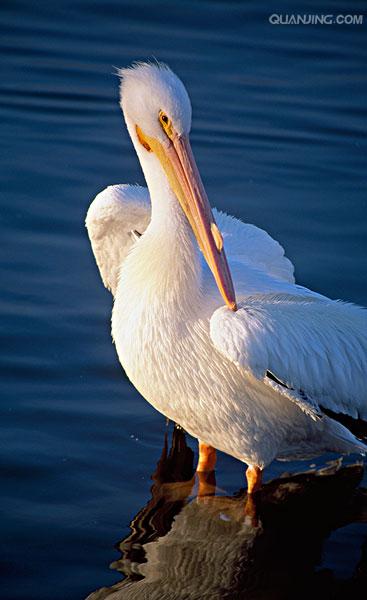  p>白鹈鹕(学名: i>pelecanus onocrotalus /i>),俗名又称 a target="