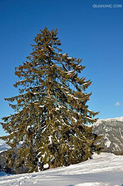  p>云杉(拉丁学名:picea asperata mast.)别名茂县云杉,茂县杉等.