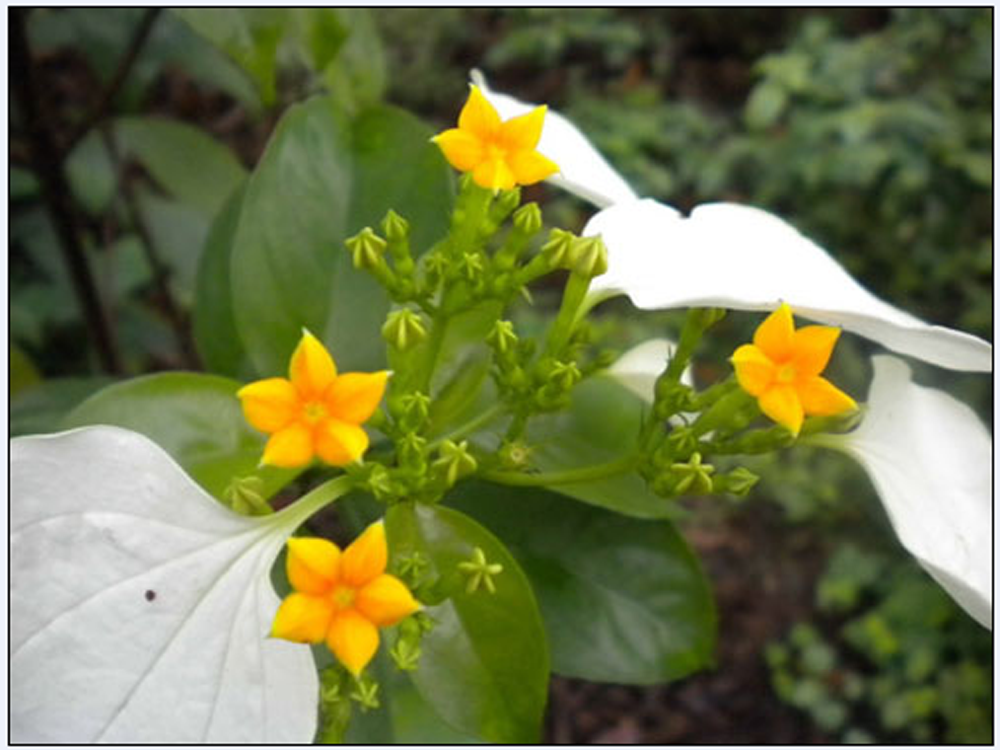  p data-id="go05e8w3jc">甘藤又叫甜藤(《嘉》),感藤.