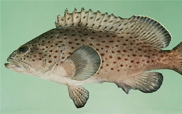  p> b>斑头鱼 /b>( a href="#" data-lemmaid="8074290">学名 /a>: i>