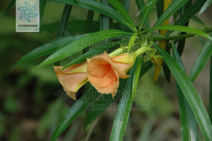  p>红酒杯花( t. peruviana),花冠红色. /p>