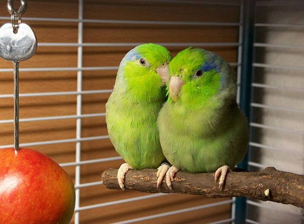  p>太平洋鹦哥(学名: i>forpus coelestis /i>)是一种小鹦鹉,体羽主要