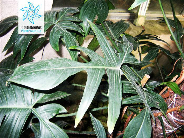  p>箭叶喜林芋( a href="#" data-lemmaid="8074290">学名 /a>