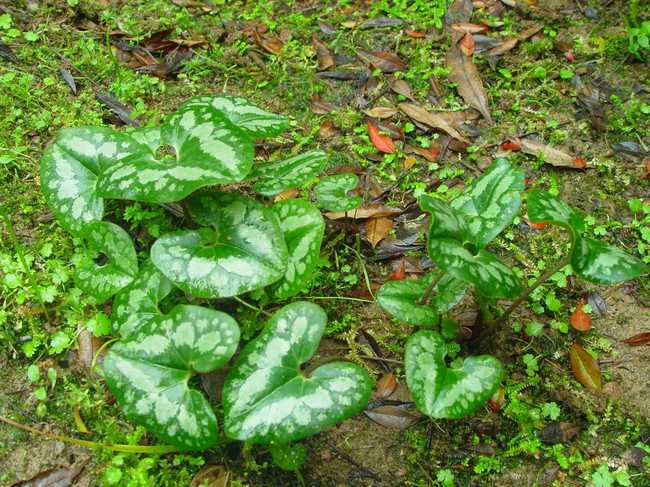  p>杜衡(学名: i>asarum forbesii /i> maxim.