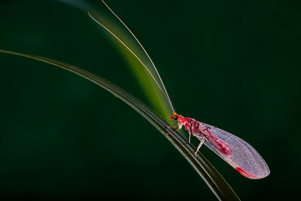  p>脉翅目(neuroptera) 主要包括草蛉,粉蛉,蚁蛉,褐蛉,螳蛉等昆虫.
