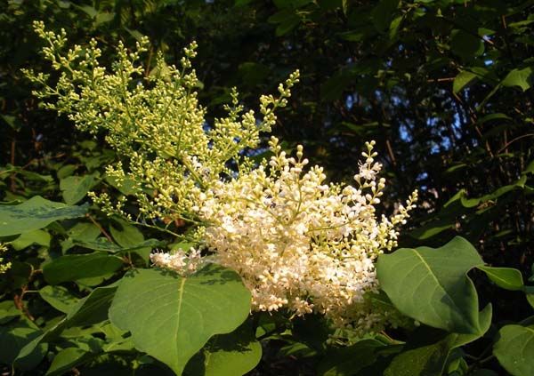  p> b>暴马丁香 /b>(学名: i>syringa reticulata /i> (blume) h.