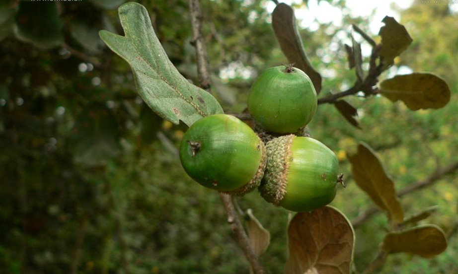 栎属的一种 a href="#" data-lemmaid="142914">植物 /a>,为常绿乔木