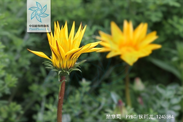 p>勋章菊(学名: i>gazania rigens /i> moench)是菊科,勋章菊属