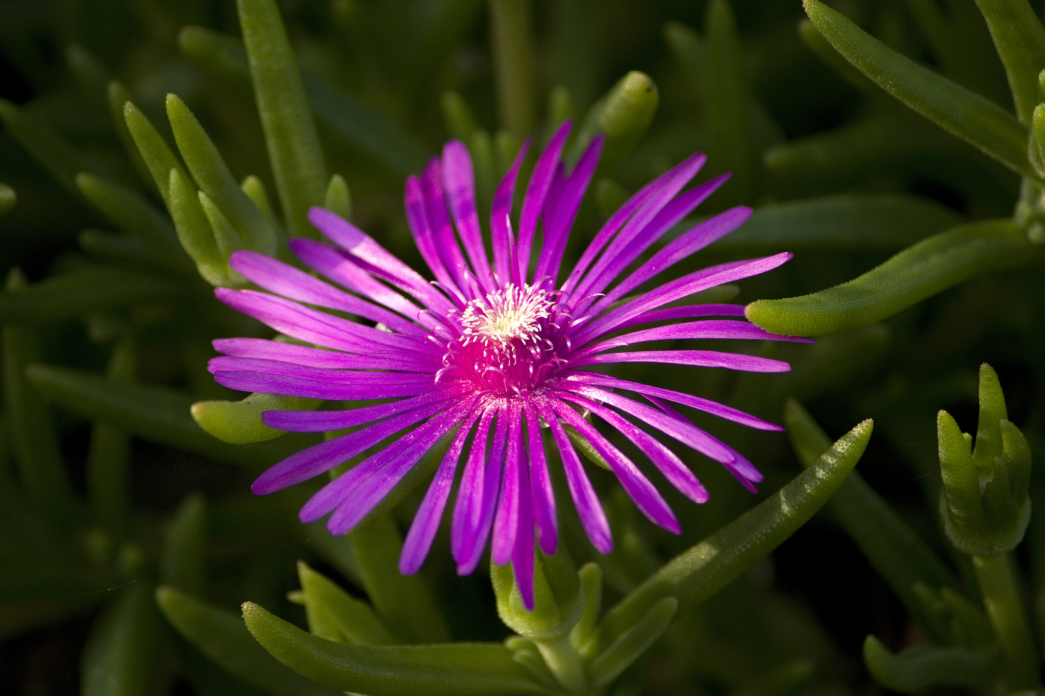  p>美丽日中花(学名: i>lampranthus spectabilis /i> (haw.) n.e.br.
