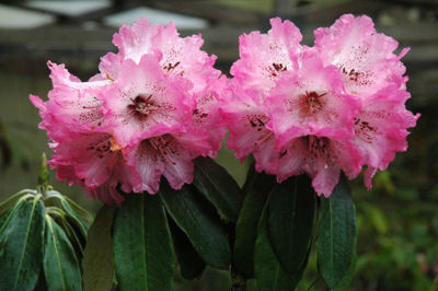  p>树形杜鹃(学名: i>rhododendron arboreum /i> smith):常绿乔木,高