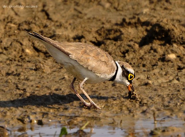 little ringed plover