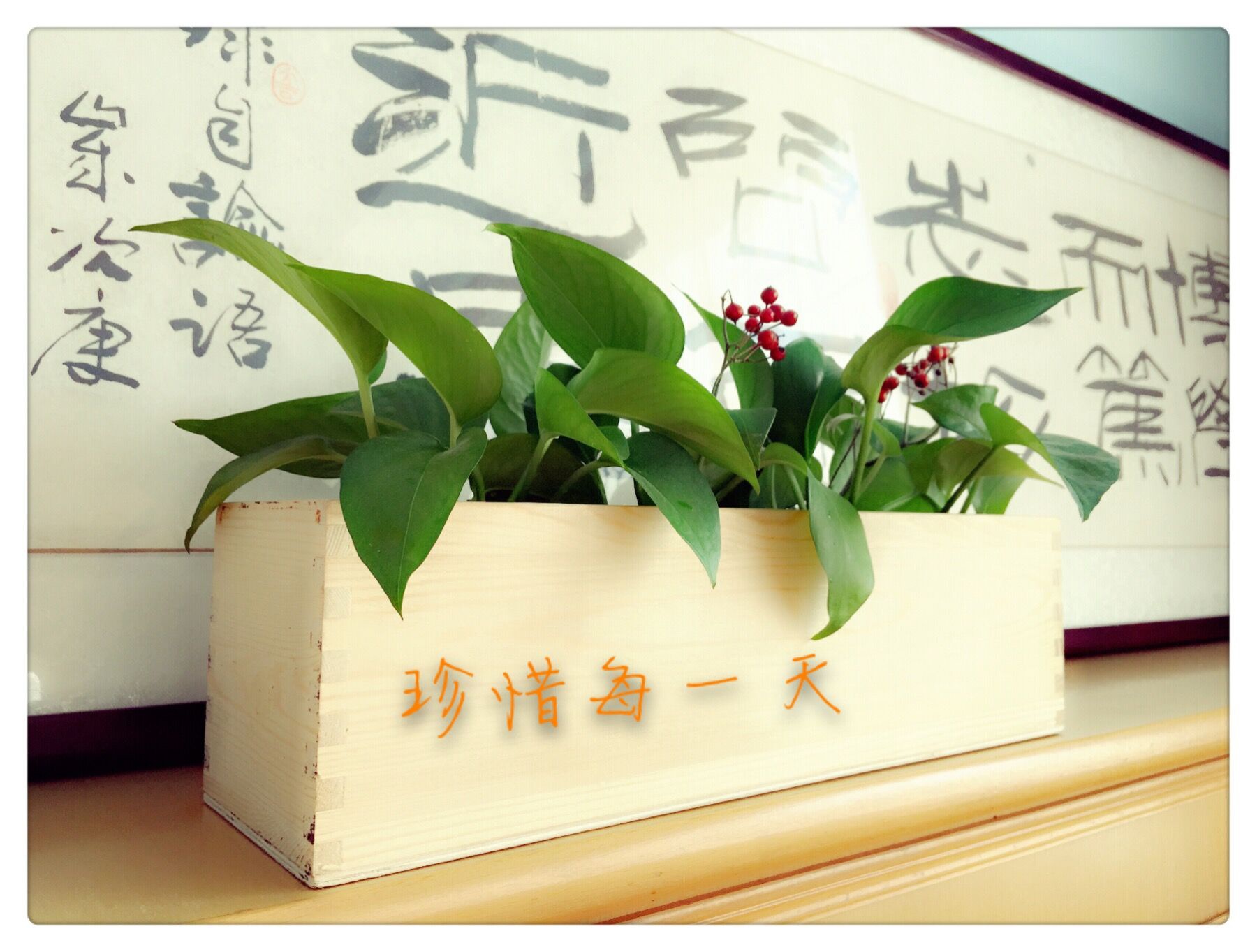 红酒盒秒变小花圃