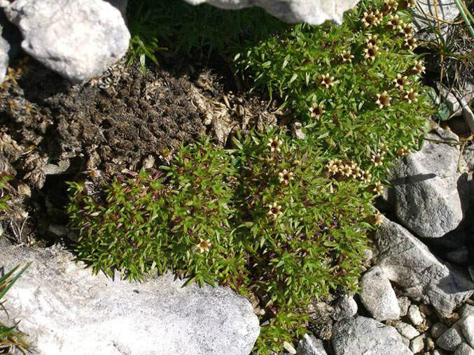  p>无茎蝇子草(学名: i>silene /i>  i>acaulis  /i> (l.) jacq.