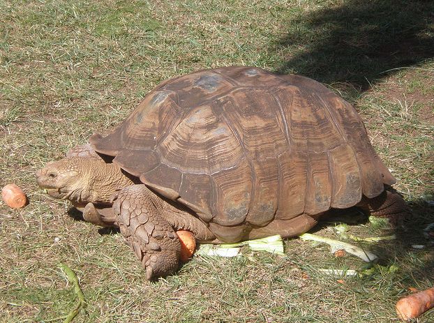 african spurred tortoise