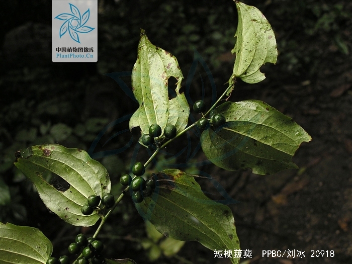  p>短梗菝葜(学名: i>smilax scobinicaulis /i> c. h.