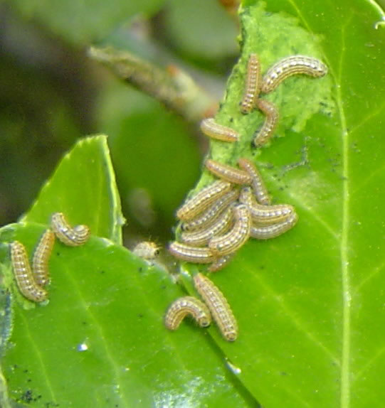  p>属 a target="_blank" href="/item/鳞翅目/1534992" data-lemmaid