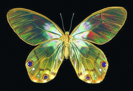 毒蝴蝶