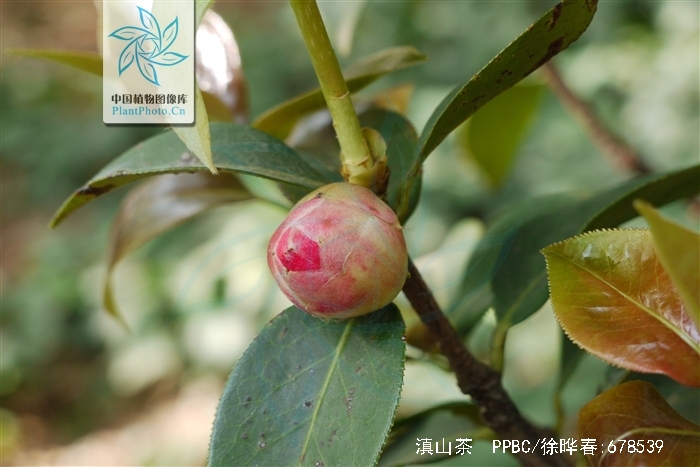  p>滇山茶(学名: i>camellia reticulata   /i>lindl.