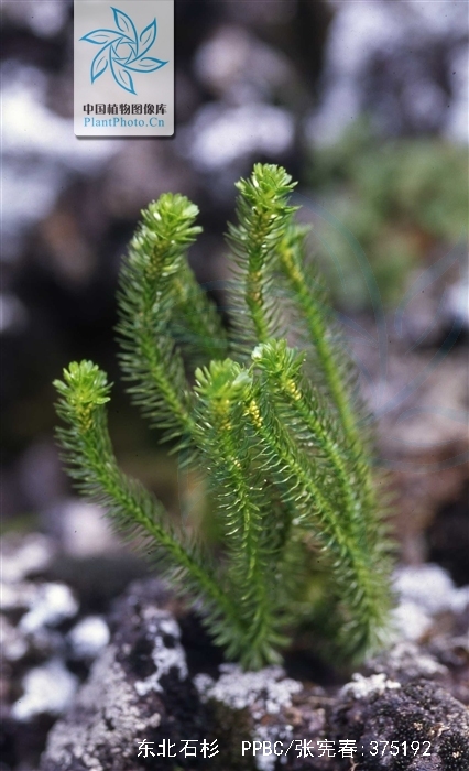  p>东北石杉(学名:huperzia miyoshiana (makino) ching)为石杉科石杉