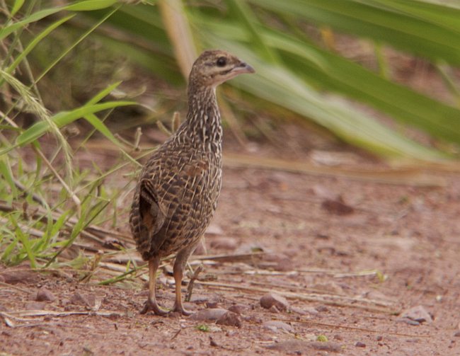  p>中华鹧鸪(学名: i>francolinus pintadeanus /i>):是鸡形目,雉科