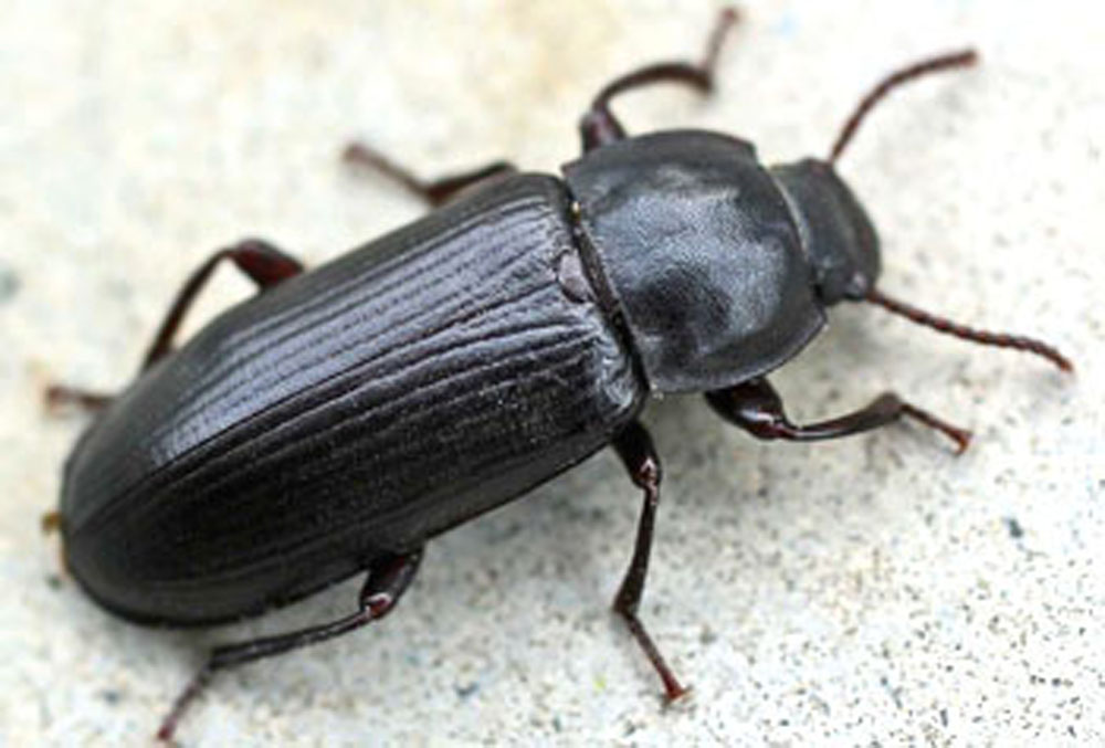  p>成虫体长3—5.5mm,宽08—lmm,棕褐色,体略扁平.