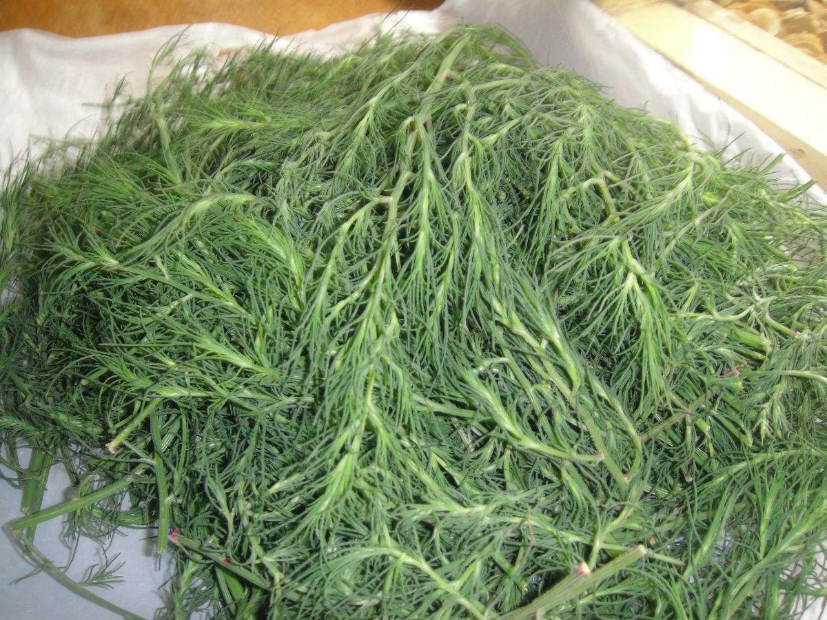  p>沙蓬属(学名:agriophyllum bieb.