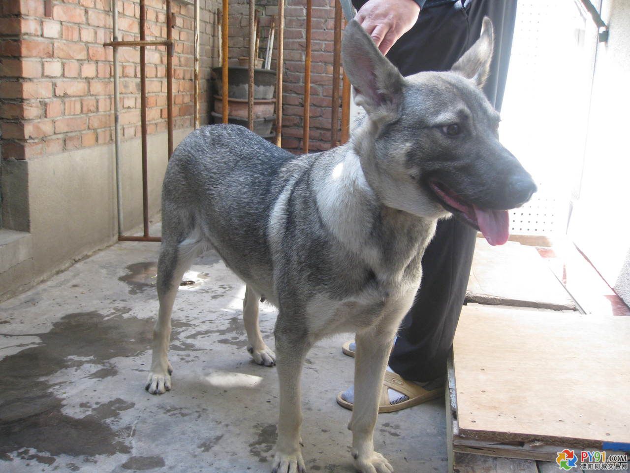  p>狼青犬是一种狼青色的狼犬,在我国分布比较广泛,尤其在北方地区