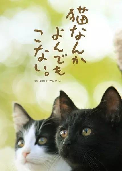 为什么猫都叫不来