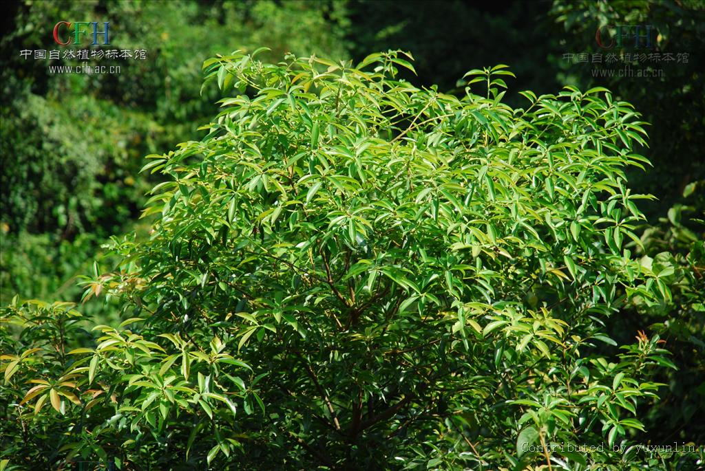  p>润楠(学名: i>machilus pingii /i> cheng ex yang )是樟科,润楠属