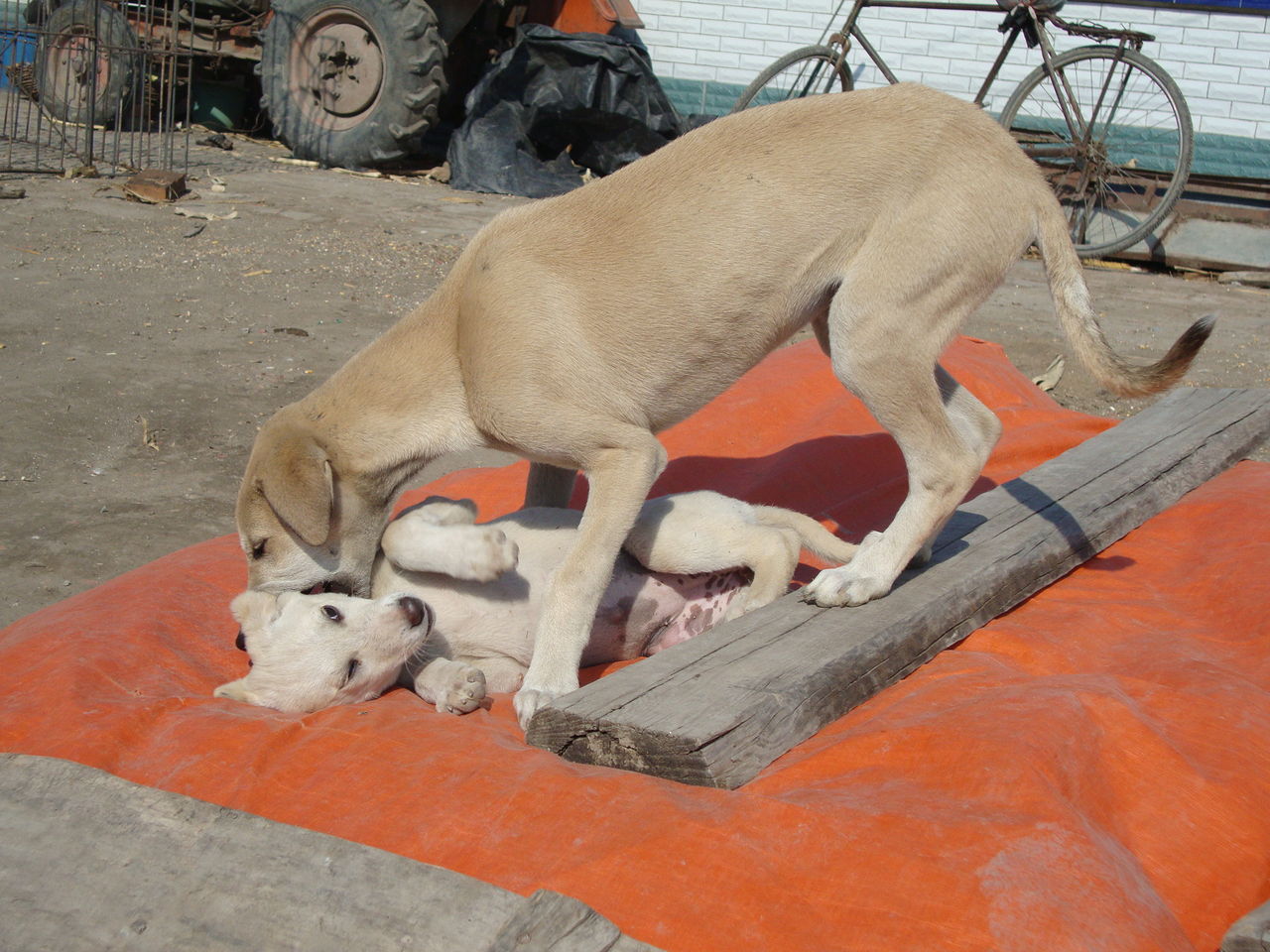  p>蒙古细犬(契丹猎犬)体型高大健壮,速度快,嗅觉灵敏,搏斗能力强大
