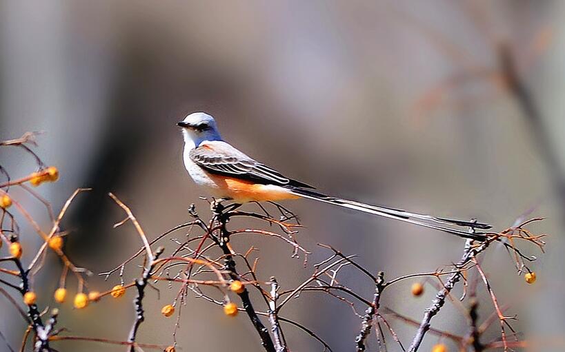  p>剪尾鸢(学名:chelictinia riocourii)是一种中型 a href="#" data