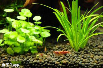 观赏水草 水族爱好者养殖的用来观赏的水草统称 百度百科