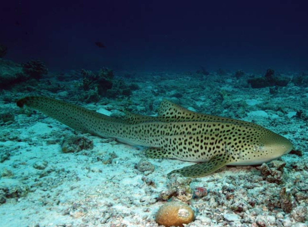  p>豹纹鲨(学名: i>stegostoma tigrinum /i>)是豹纹鲨科,豹纹鲨属