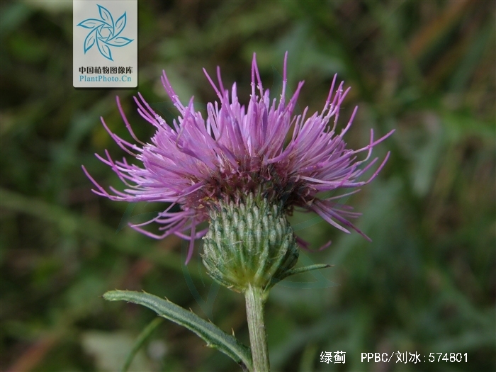  p>绿蓟(学名:cirsium chinense gardn. et champ.