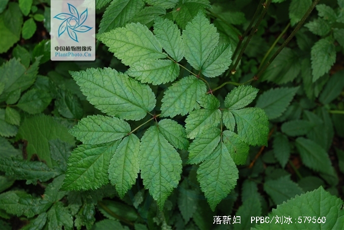  p>落新妇(学名: i>astilbe chinensis /i> (maxim.) franch.