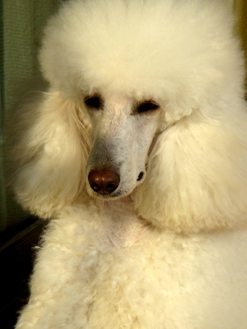 贵宾犬