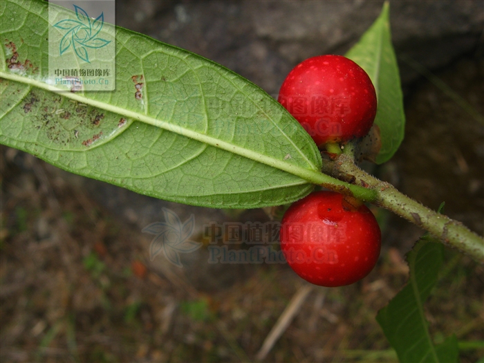  p>纸叶榕(学名:ficus chartacea)为桑科榕属的植物.