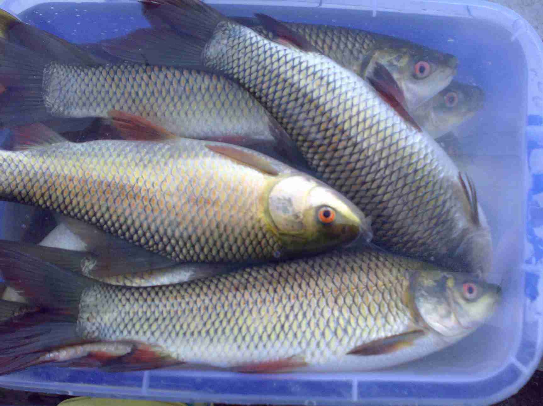 1909593">鲤科 /a>(cyprinidae)野鲮属(labeo)的非洲与亚洲河鱼的统称