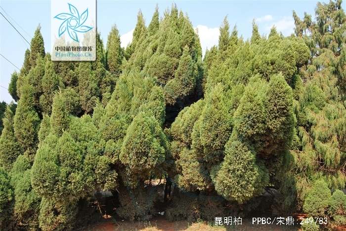  p>昆明柏(学名:sabina gaussenii (cheng) cheng et w. t.