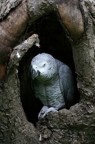  p>非洲灰鹦鹉(学名: i>psittacus erithacus /i>)属于大型鹦鹉,是