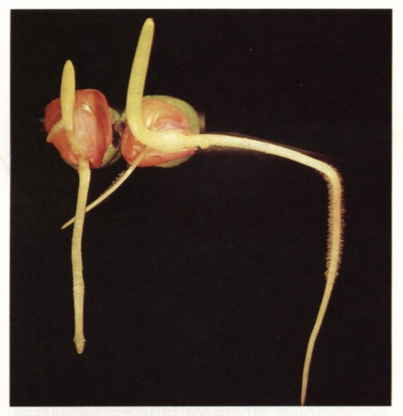  p>背地性,又称负 a target="_blank" href="/item/向地性/7478339"