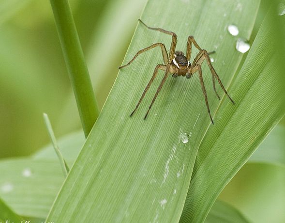  p>细腿豹蛛(学名:pardosa sp.