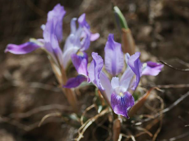  p>粗根鸢尾(学名: i>iris tigridia /i>  bunge ex ledeb.