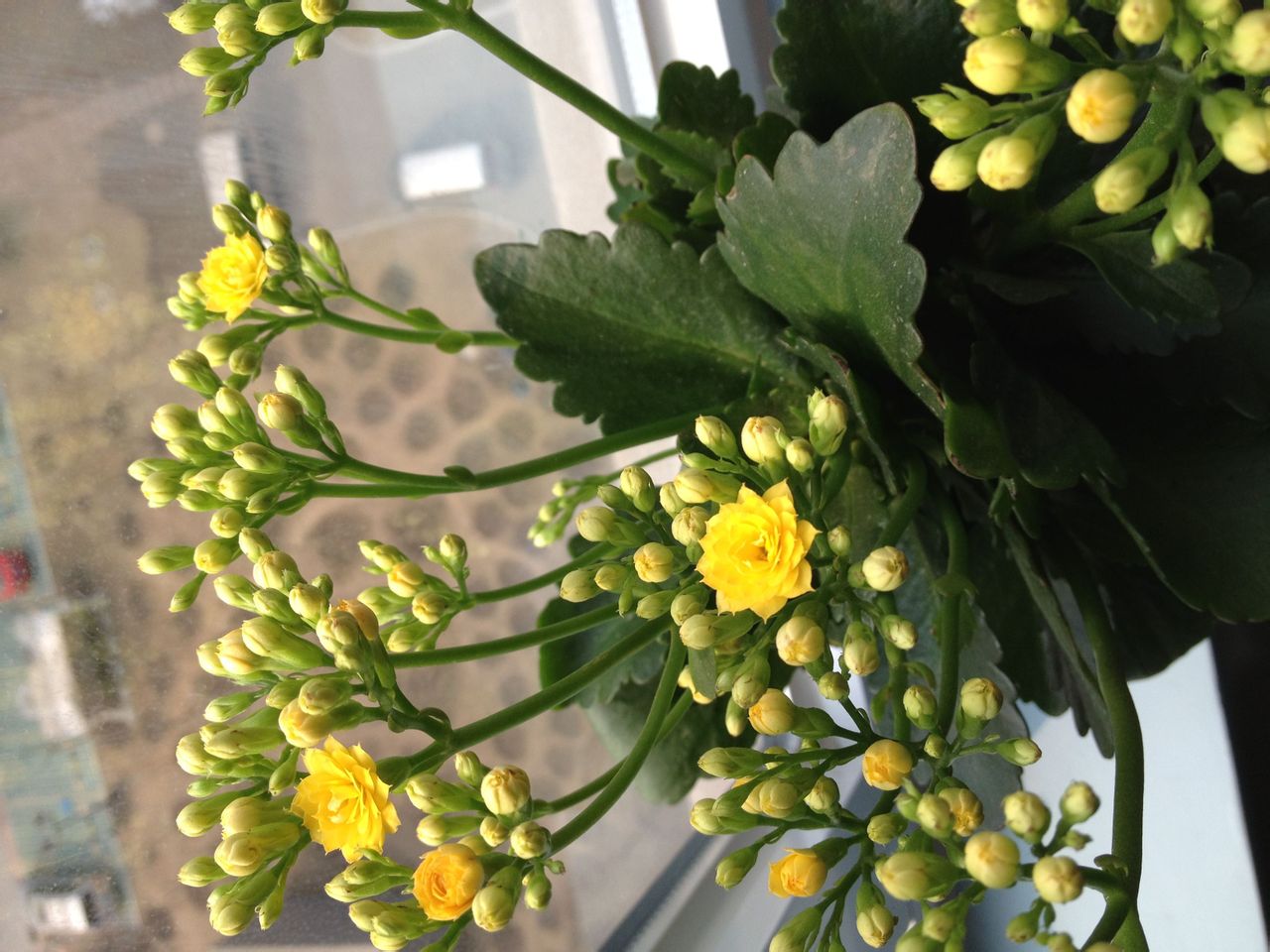 p>矮生伽蓝菜(拉丁学名: i>kalanchoe blossfeldiana  /i>poelln.