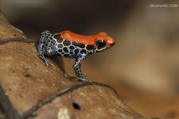 网纹箭毒蛙