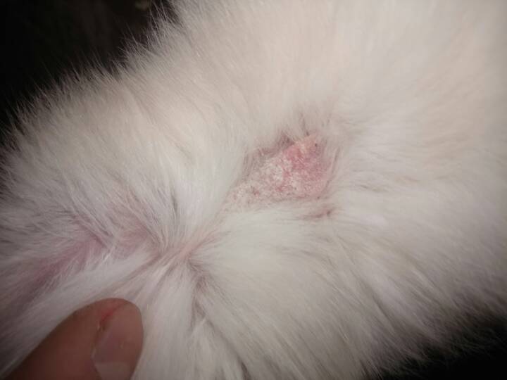 data-lemmaid="4847673">疥螨 /a>或痒螨寄生在绵羊体表, 繁殖过程中