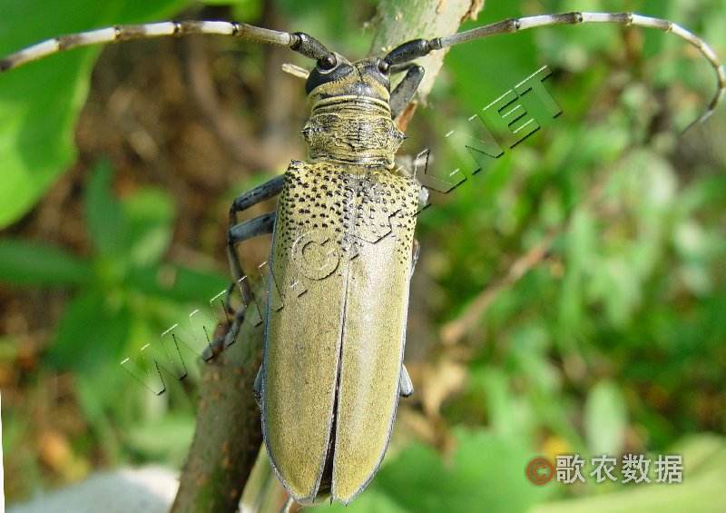  p>属鞘翅目, a href="#" data-lemmaid="6263256">天牛科 /a>,沟胫 a