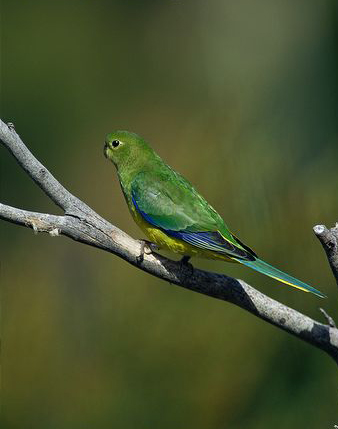  p>橙腹鹦鹉(学名:neophema chrysogaster),又名 a href="#" data