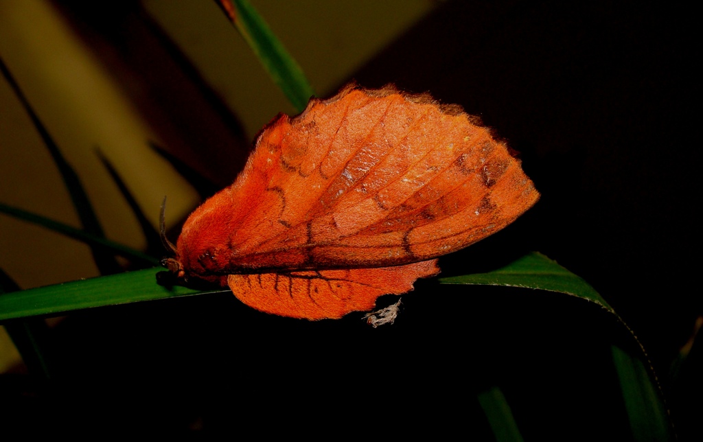  p>杨枯叶蛾,中文别名:柳星枯叶蛾,白杨毛虫,杨柳枯叶蛾, a target="